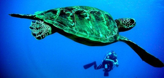 Sea_turtle_Greece